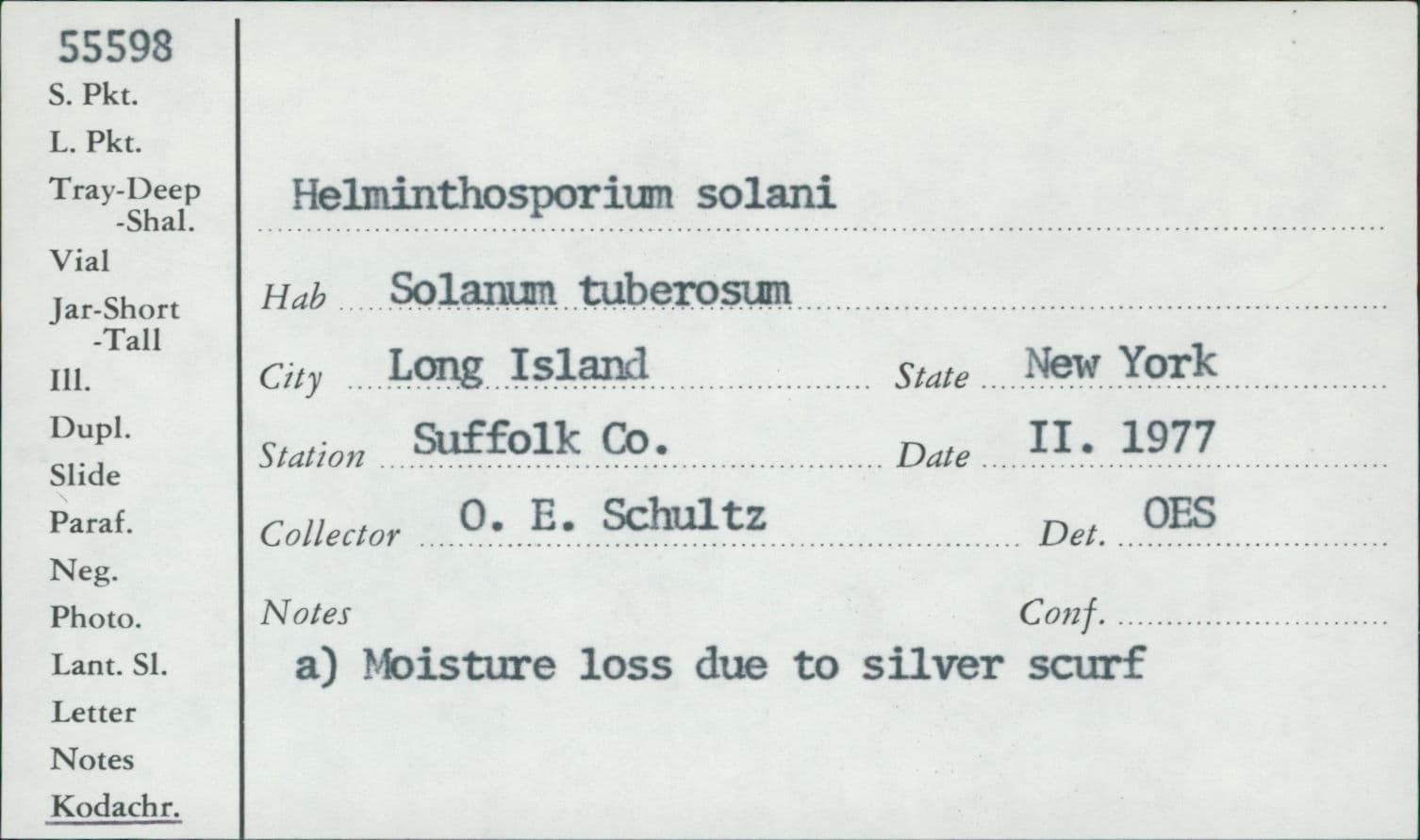 Plaga de SARNA PLATEADA DE LA PATATA, HELMINTHOSPORIUM SOLANI