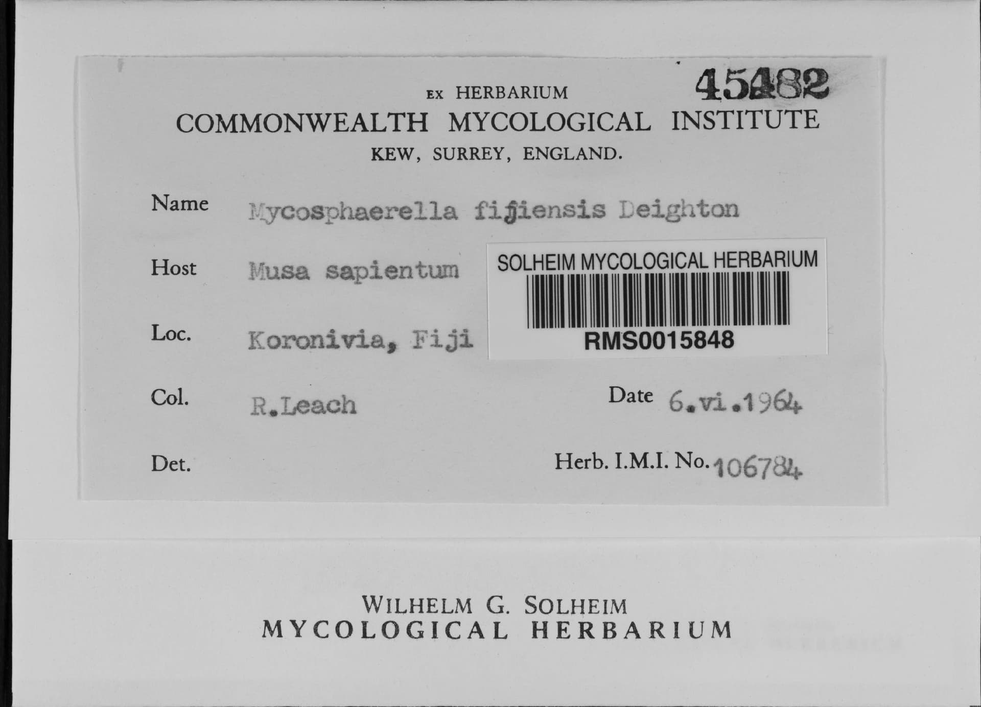 Plaga de SIGATOKA NEGRA DEL BANANO, PSEUDOCERCOSPORA FIJIENSIS