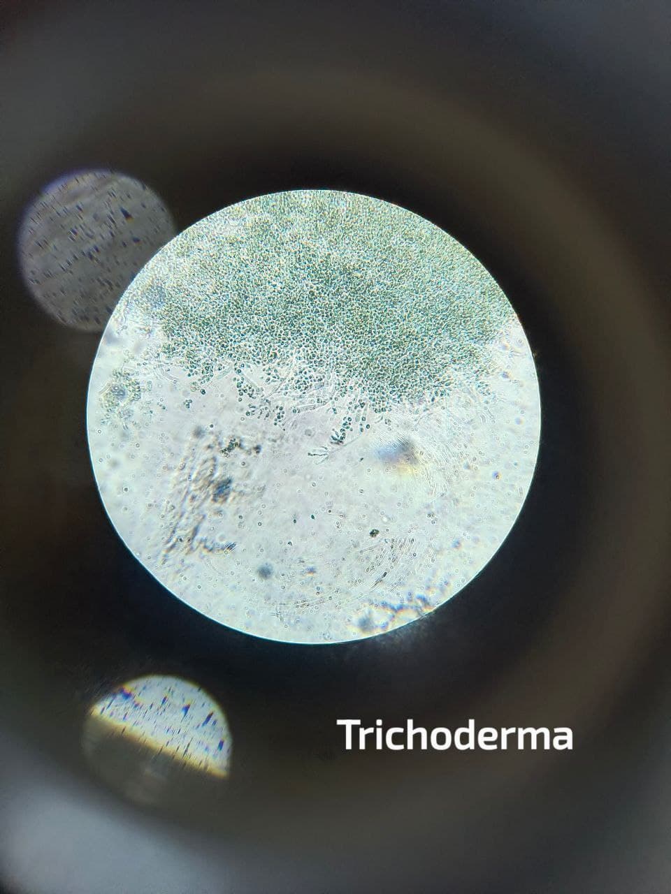 Plaga de TRICHODERMA SPP.