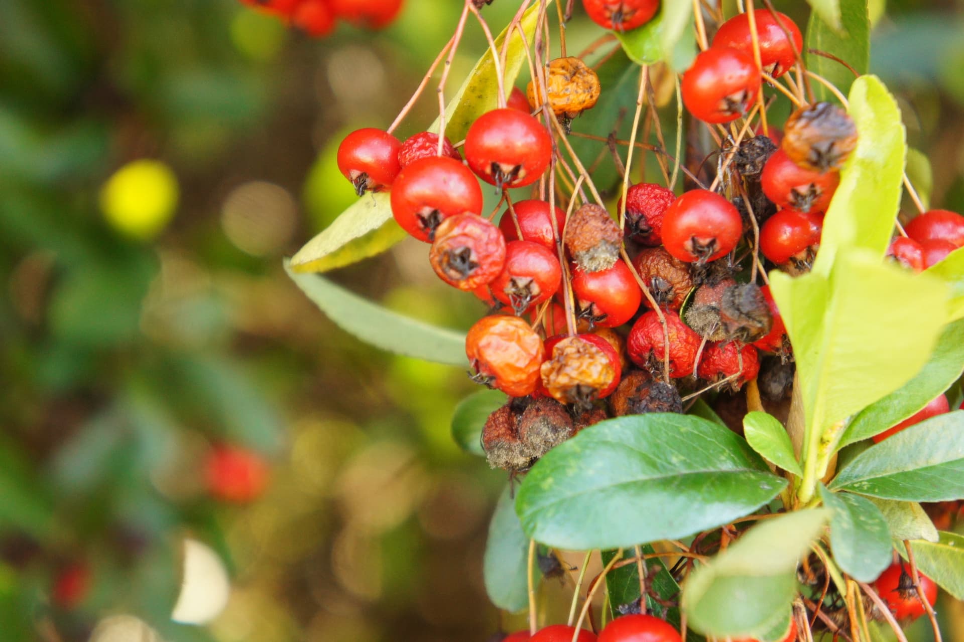 Plaga de VENTURIA SPP.