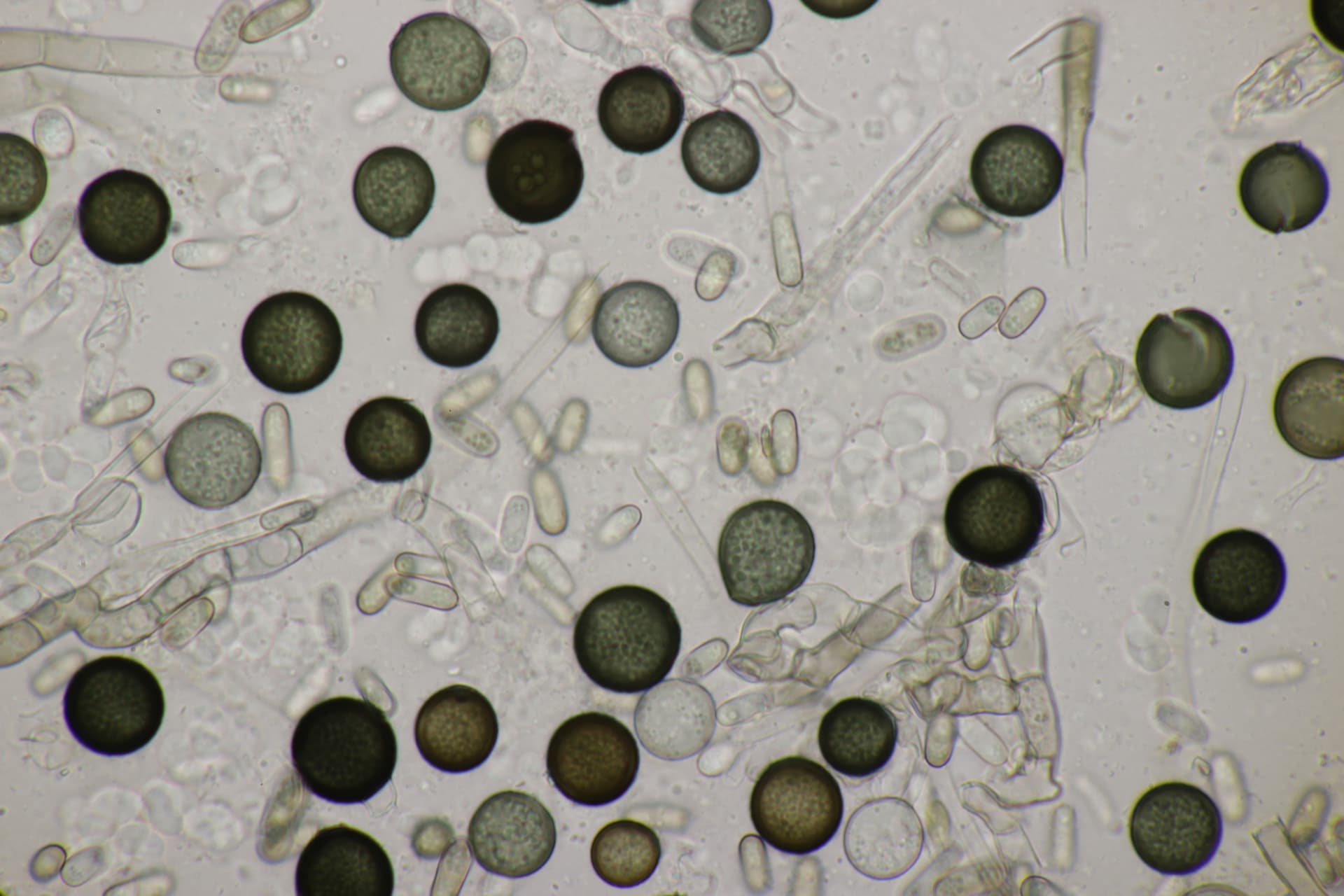 Plaga de THIELAVIOPSIS SPP.