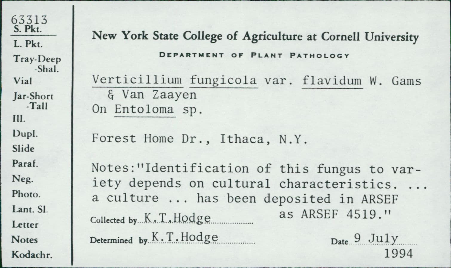 Plaga de MOLE SECA, LECANICILLIUM FUNGICOLA VAR. FUNGICOLA