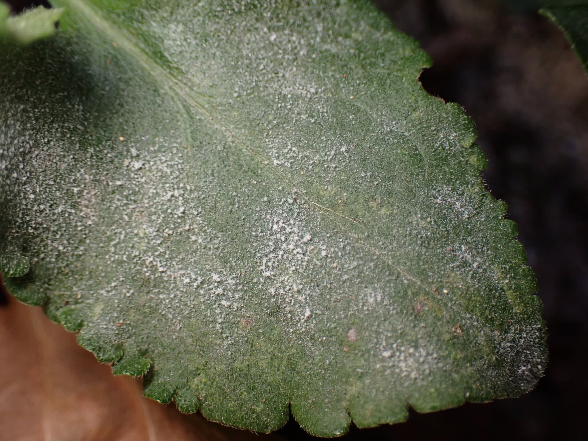 Plaga de GOLOVINOMYCES SPP.