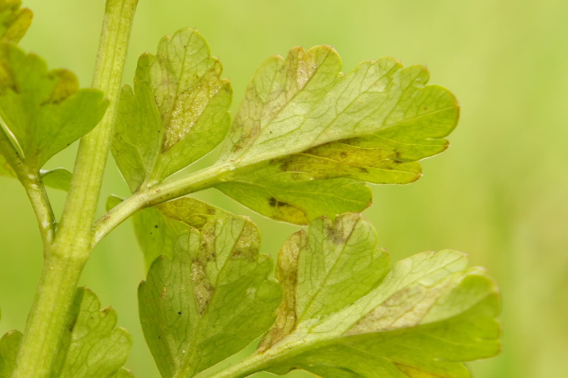 Plaga de PLASMOPARA SPP.