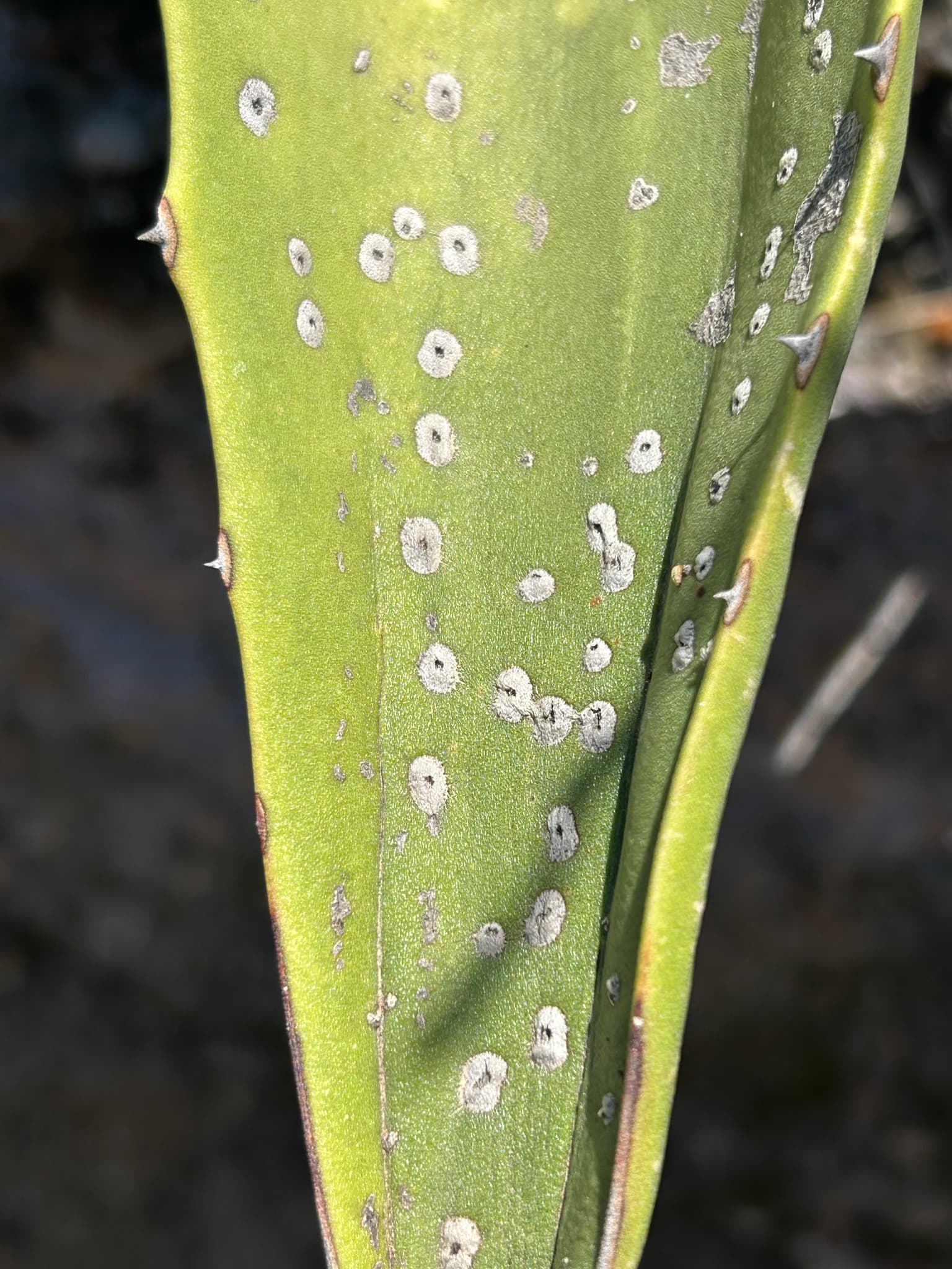 Plaga de PHYLLOSTICTA SPP.