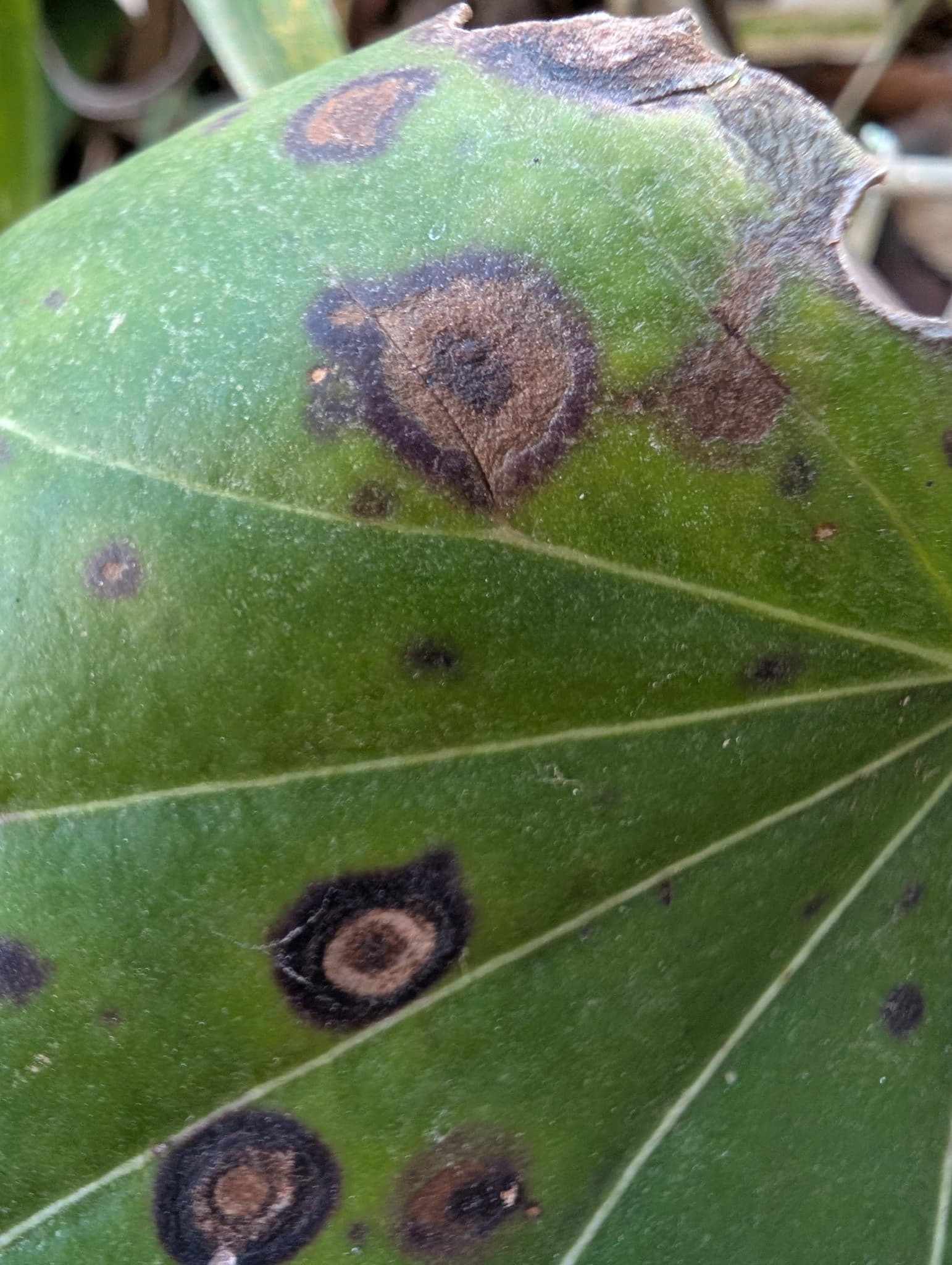 Plaga de ALTERNARIOSIS DE LA ALCACHOFA, ALTERNARIA CINERARIAE