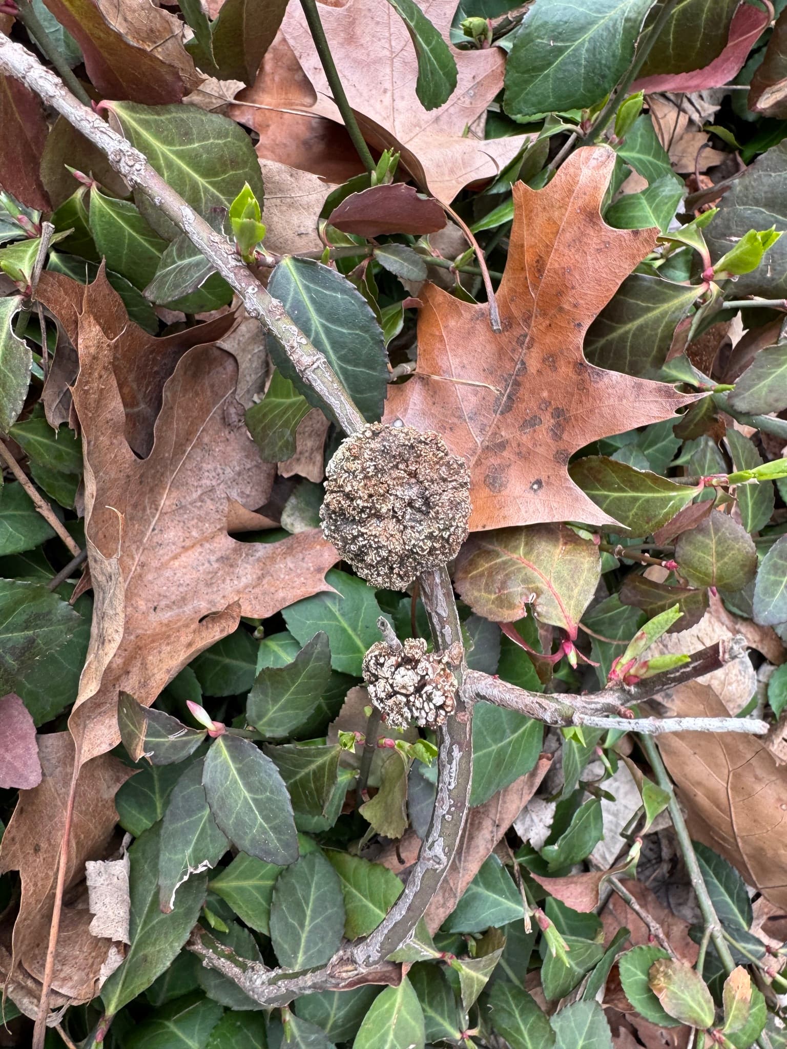 Plaga de AGROBACTERIUM SPP.
