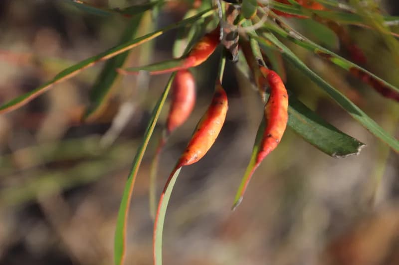 Cotonet africano sobre fruto de cítrico